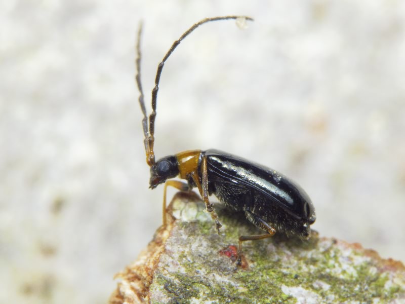 Luperus flavipes (Linnaeus, 1767)